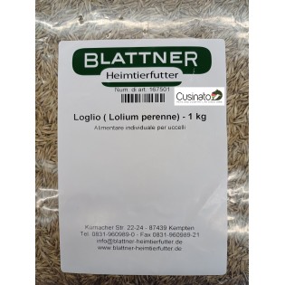 Blattner Loietto Lolium Perenne