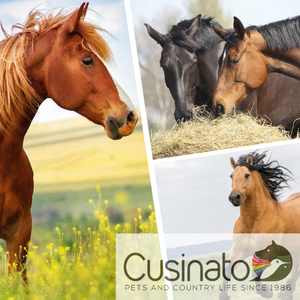 Alimenti per Equini Cavalli delle diverse specie di ottima qualità a casa tua |Cusinato