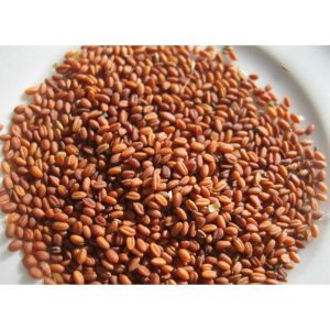 Elevage-Camelina sativa