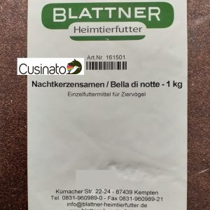 Blattner Bella di notte/Nachtkerze