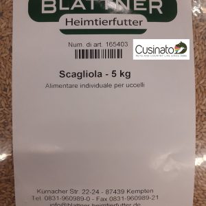 Blattner Scagliola