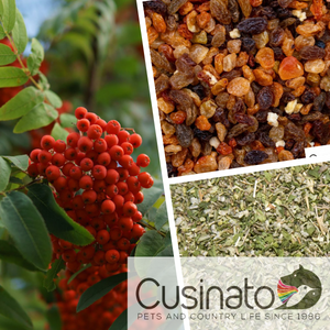 Bacche - Frutta - Erbe