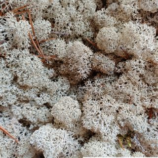 Licheni per Renne - Reindeer Lichen