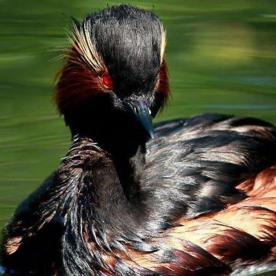 black-necked-grebe-q2kt0m4tokjjt3x2nuotbqay8nib2xdtggmxv04hug