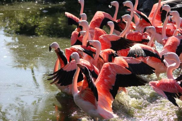 flamingos-wisbroek-1024x683