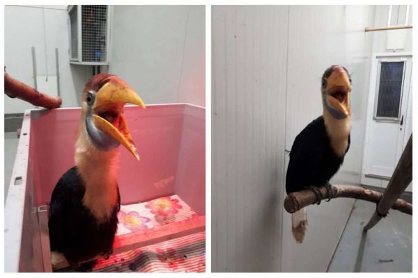 weaning-birds-after-a-hand-feeding-process-1024x680