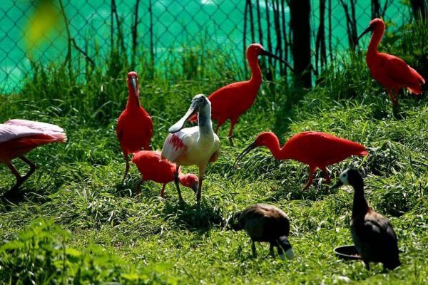 wisbroek-red-ibises-1024x682