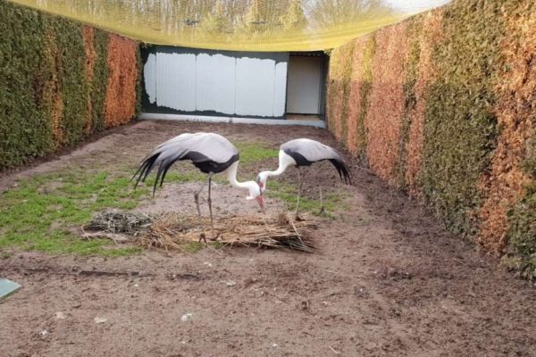 wisbroek-wattled-cranes-nest-material-1a-1024x576