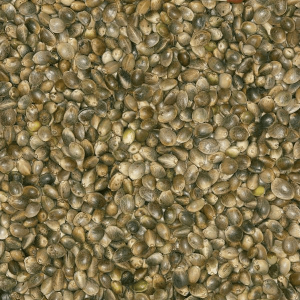 Blattner Canapa