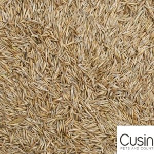 Blattner Festuca Rossa
